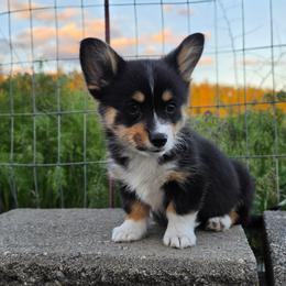 Mayo - Black and tan female Pembroke Welsh Corgi puppy in Washington from Castle View Royal Rumps
