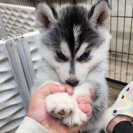 Siberian Husky Puppies from Spirit of the Moon Siberians