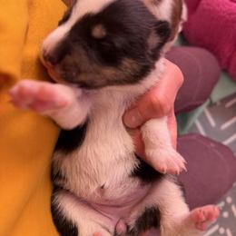 Girl 3 - Black and tan female Companion Cross puppy in Yucca Valley, California from Oasis Companion Canines