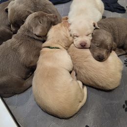 Dilute Retriever and Labrador Retriever Puppies from Southernend Silvers