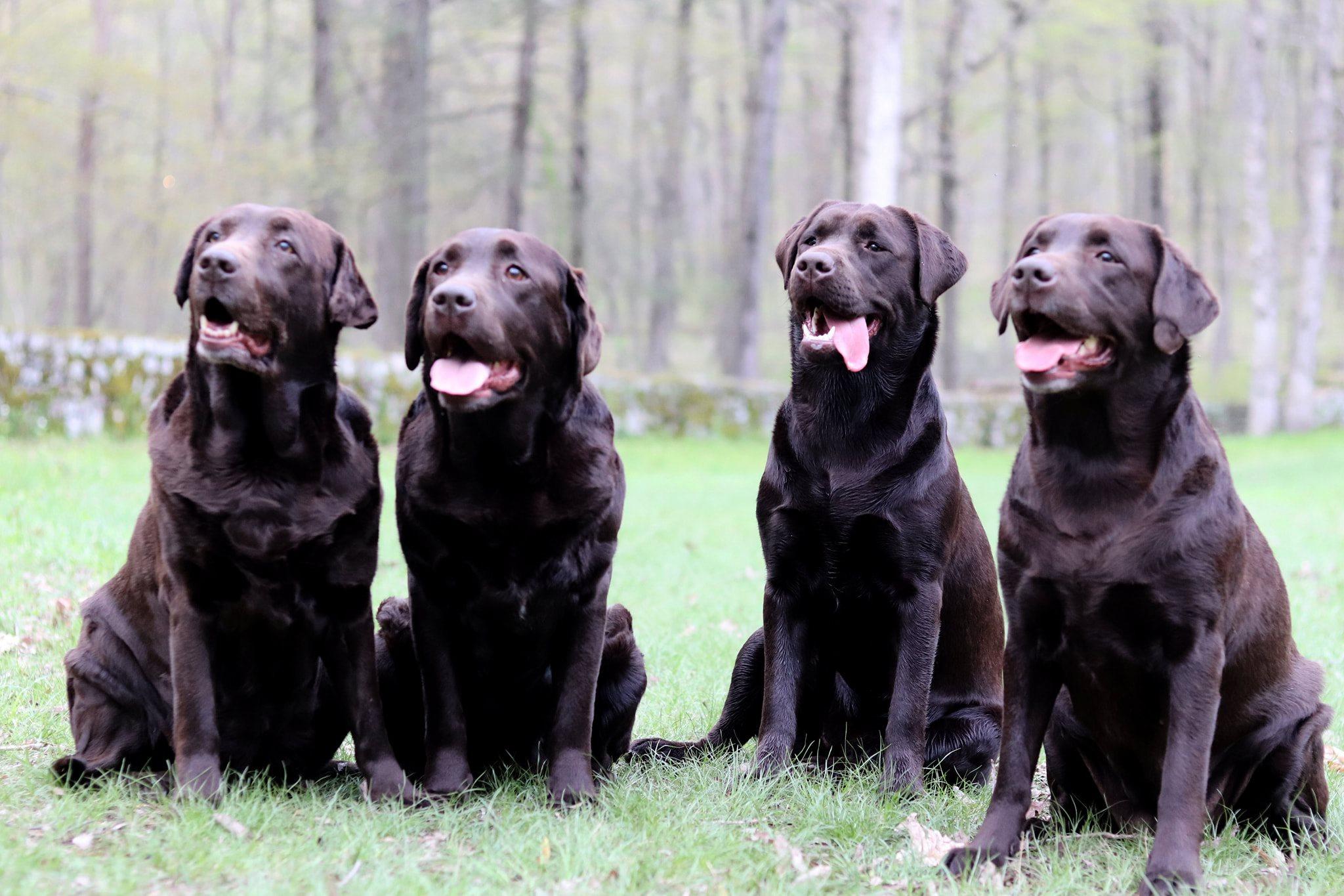 Brownstone Labradors in Connecticut Labrador Retriever puppies Good Dog