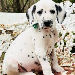 Green (LUA) - White and black male Dalmatian puppy in Westhoff, Texas from Smart Dalmatians (LUA/HUA)