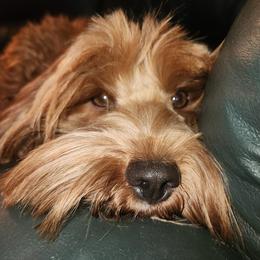 Maya - Australian Labradoodle