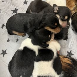 Dachshund Puppies from Simms Ashuelot Kennel