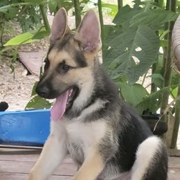 German Shepherds from NW Florida Shepherds