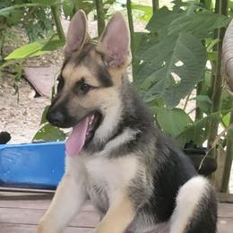 German Shepherds from NW Florida Shepherds