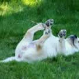 Labrador Retriever Puppies from Cecilie Drege