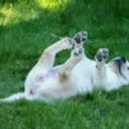 Labrador Retriever Puppies from Cecilie Drege