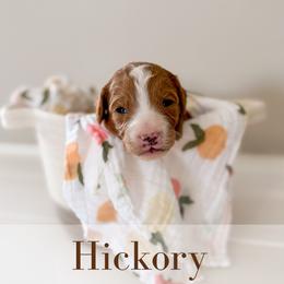 Hickory - Red  male Goldendoodle puppy in Melba, Idaho from KZ Doodles