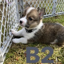 American Corgi and Pembroke Welsh Corgi Puppies from Cascadian Space Coast Corgis LLC