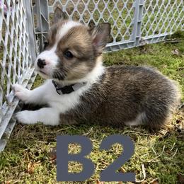 American Corgi and Pembroke Welsh Corgi Puppies from Cascadian Space Coast Corgis LLC