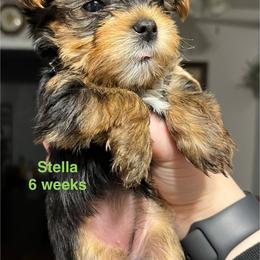 Stella - Black and tan female Yorkshire Terrier puppy in Forest, Virginia from Majestic Touch Kennels and Pet Services