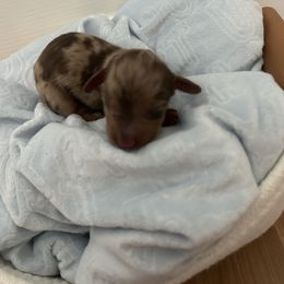 Dachshund Puppies from S&C Doxies