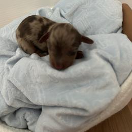 Dachshund Puppies from S&C Doxies
