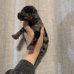 Merle - Merle female Goldendoodle puppy in Sanford, Florida from Florida Coast Golden Doodles