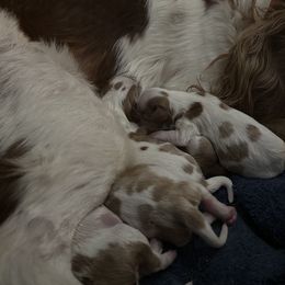 Cavalier King Charles Spaniels from Brugere Cavaliers