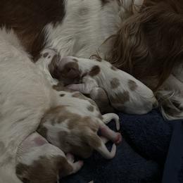Cavalier King Charles Spaniels from Brugere Cavaliers