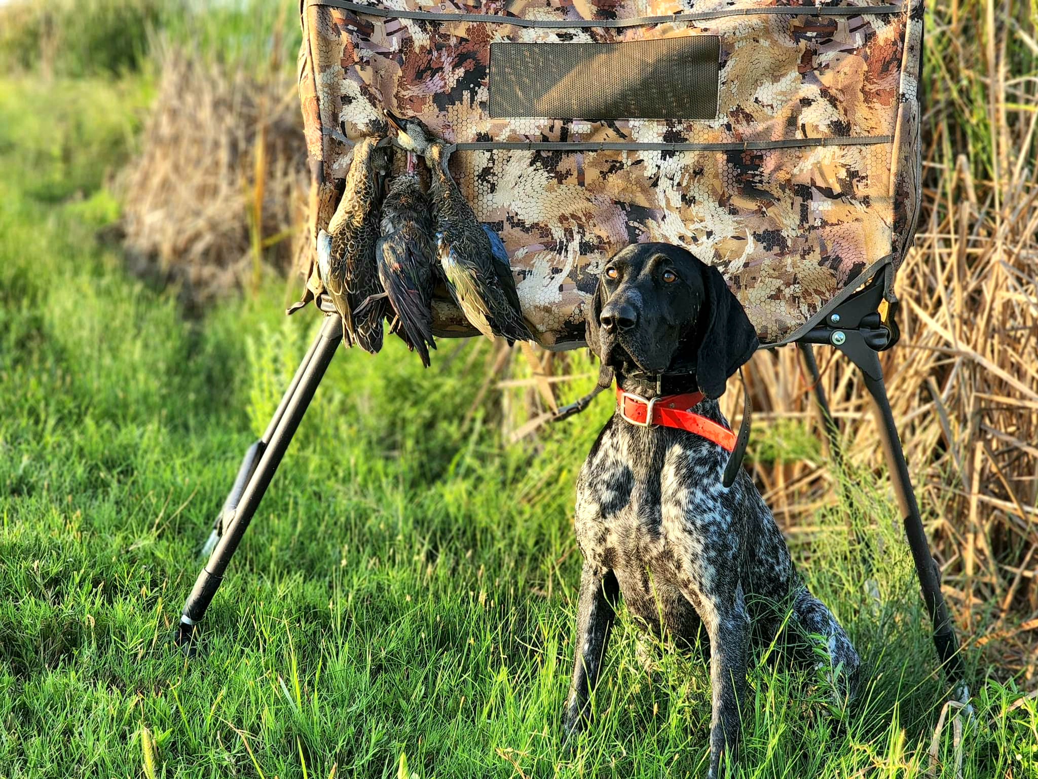 Mae - German Shorthaired Pointer