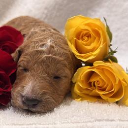 Goldendoodle Puppies from Nash Doodles