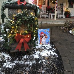 Cavalier King Charles Spaniel Puppies from Cavalier Kisses