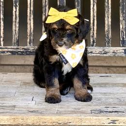 Toadette- yellow collar female - Phantom female Bernedoodle puppy in Salt Lake County, Utah from Coco Avenue Pups