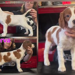 Girl - Red and white female Irish Red and White Setter puppy in Glenwood City, Wisconsin from NyaStar