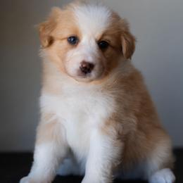 Sarah - Red & white female Miniature American Shepherd puppy in Tonopah, Arizona from King's Miniature American Shepherds
