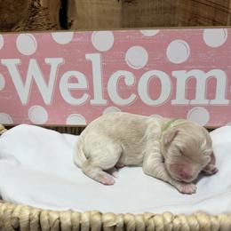 Gray collar mail - Cream and white male Aussiedoodle puppy in Lavonia, Georgia from H & A Kennels