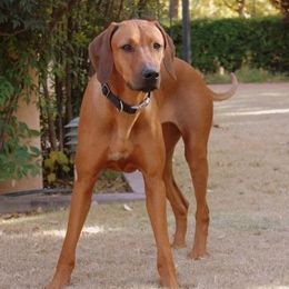 Rhodesian Ridgebacks from Ndoro Rhodesian Ridgebacks