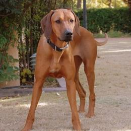 Rhodesian Ridgebacks from Ndoro Rhodesian Ridgebacks