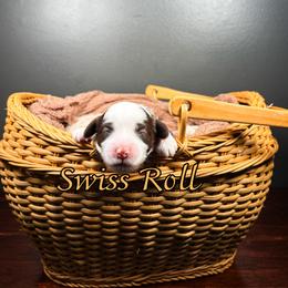 Swiss Roll - Chocolate female Australian Labradoodle puppy in Decatur, Alabama from Southern Meadows Doodles
