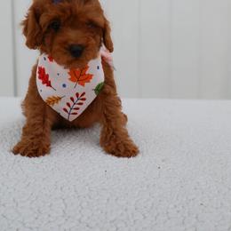Lina - Red female Cavapoo puppy in Apopka, Florida from Rae Precious Puppies