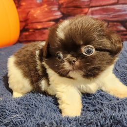 Lulu - Red sable female Pekingese puppy in Plano, Texas from Dogs lovers