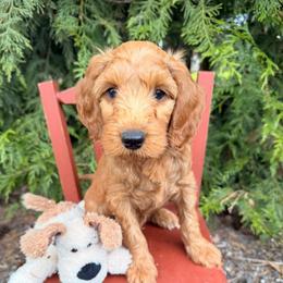 Lyndon - Red  male Goldendoodle puppy in Buckley, Washington from Homestead Doodles
