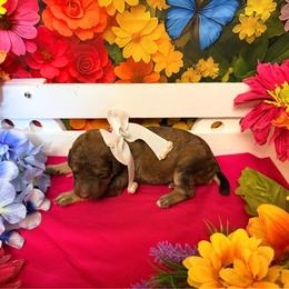 Pimk - Brown female Poodle puppy in Houma, Louisiana from Smart Azz Poodles