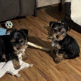 Yorkshire Terrier Puppies from Rumbaugh’s Yorkies