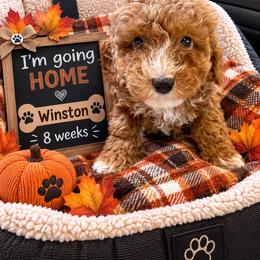 Winston - Red  male Goldendoodle puppy in North Branch, Michigan from Graceful Miniature Goldendoodles