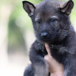 German Shepherd Puppies from C6 Ranch & Shepherds