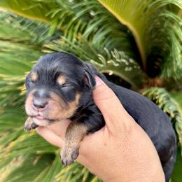 Athena - Blue merle female Aussiedoodle puppy in Norco, California from DLT MiniAussie