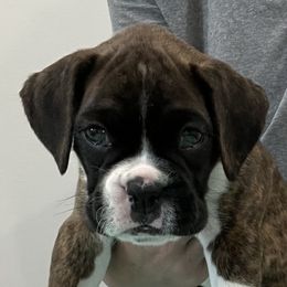 Boxer Puppies from Tammy Davison