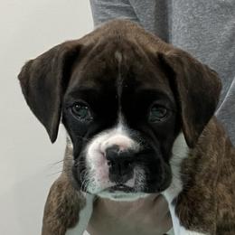 Boxer Puppies from Tammy Davison