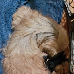 Maggie - Shih Tzu