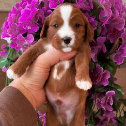 AJ - Red male Cavapoo puppy in Salt Lake City, Utah from SunnySide Mini Doodles