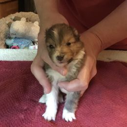 Shetland Sheepdog Puppies from Belmar Shetland Sheepdogs