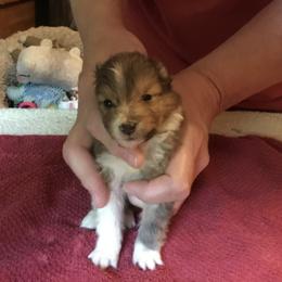 Shetland Sheepdog Puppies from Belmar Shetland Sheepdogs