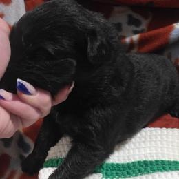 Girl 4 - Bi-color female German Shepherd puppy in Leon, West Virginia from Heart2Heart Kennels