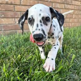 Edmund - White and black male Dalmatian puppy in Mount Vernon, Missouri from Spots & Spirals