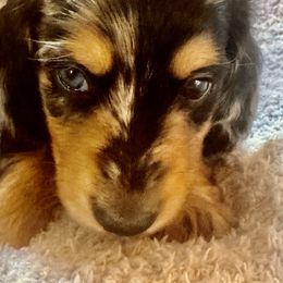 Legend - Dapple male Dachshund puppy in Call, Texas from Dachshund D’Amore