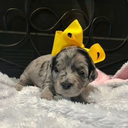 Joy - Blue merle female Aussiedoodle puppy in Midlothian, Texas from Gray Doodles