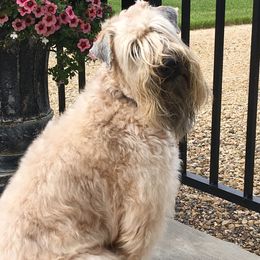 Haley  - Soft Coated Wheaten Terrier